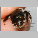 Andrena mit Stylops-Puparium m-unten und Stylops-Imago w-oben.jpg